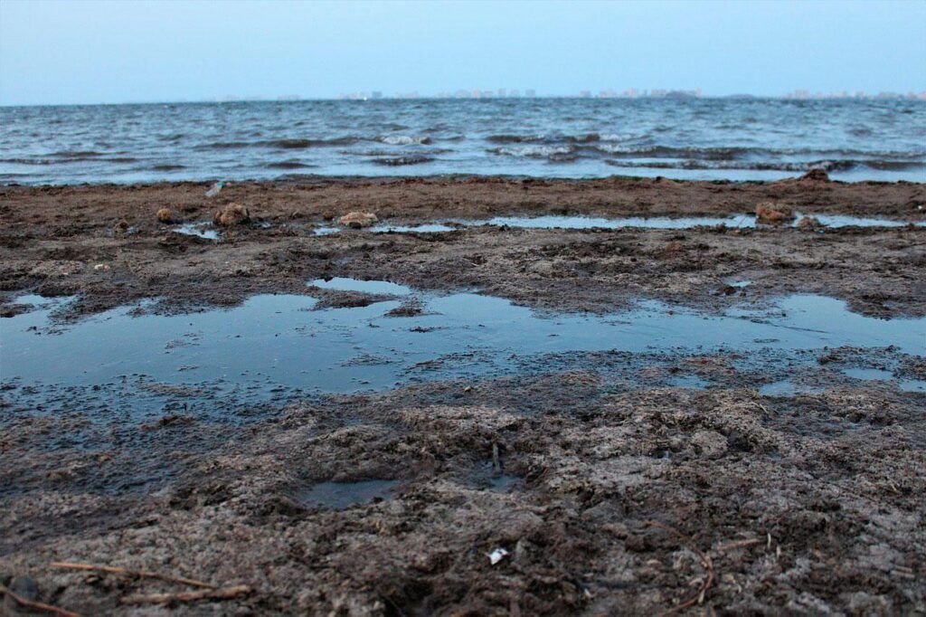 Vida Marina en la Región de Murcia: Belleza y diversidad bajo el agua.