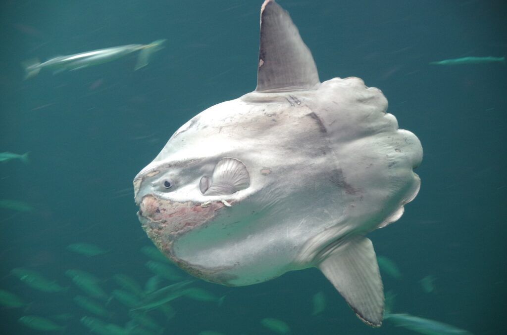 El pez luna (Mola mola) y dónde verlo en Murcia